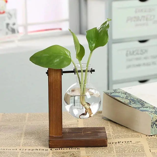 Hydroponic Transparent Plant Vases by Oz-Direct.com