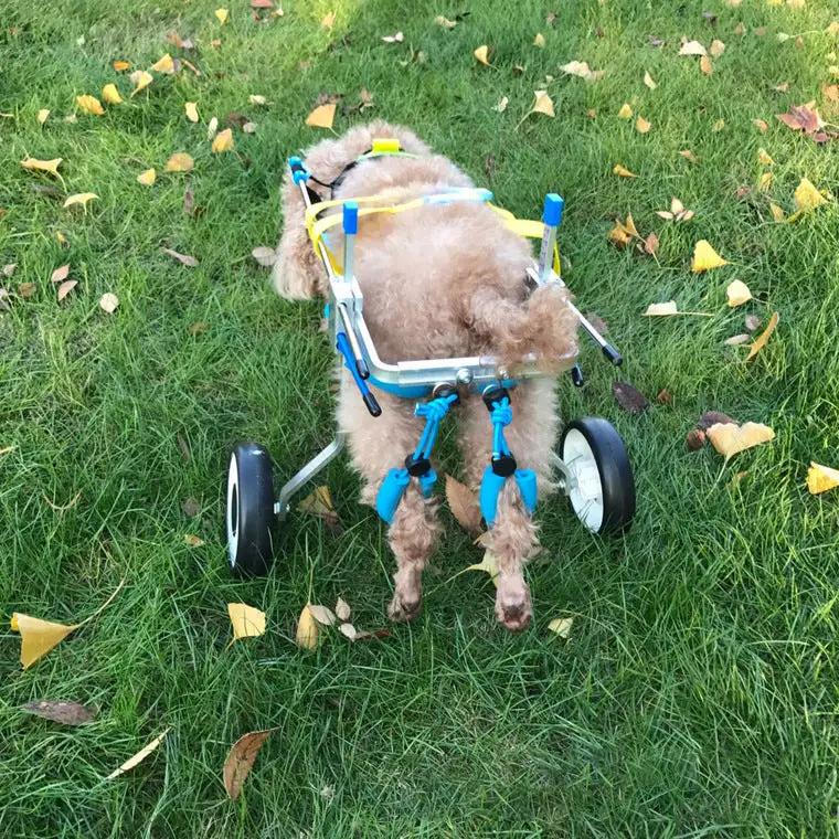 Dog wheelchair by eprolo with aluminum frame and blue straps, shown on green grass