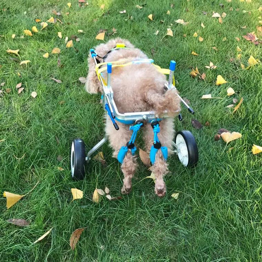 Dog wheelchair by eprolo with aluminum frame and blue straps, shown on green grass