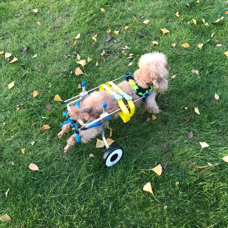 Dog wheelchair for disabled pets; blue frame, yellow straps, two rear wheels on a small dog.