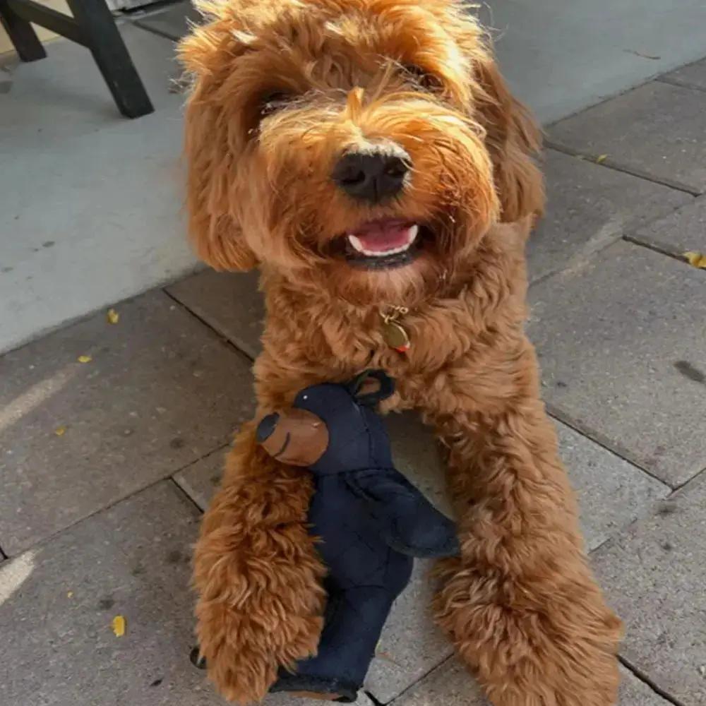 Mighty Bear pet soundmaking plush interactive dog toy; brown fluffy dog with navy plush bear