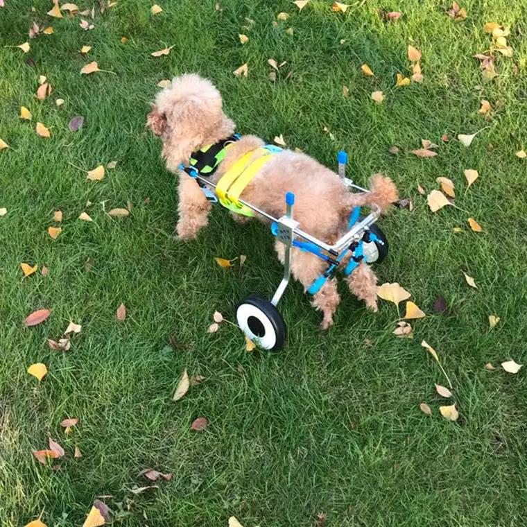Dog wheelchair cart for small dog, blue and yellow harness on a metal frame with wheels on grass.